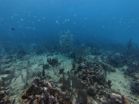 Triton diving-普拉亚德尔卡曼必去景点