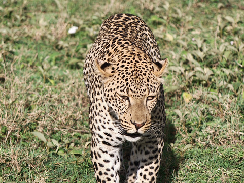 Earthlife Expeditions-阿鲁沙必去景点