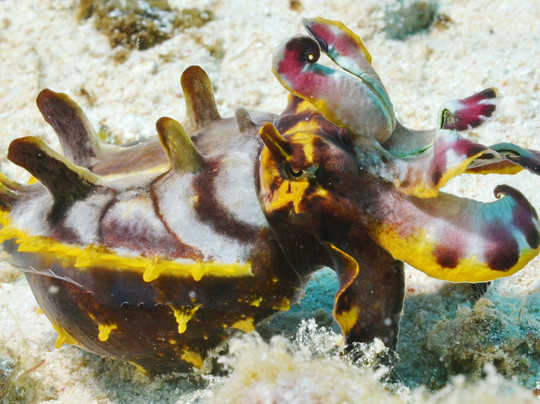 Coco Grove Dive Shop-Tubod必去景点