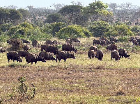 Safari In Kenya Con Samba-瓦塔木必去景点