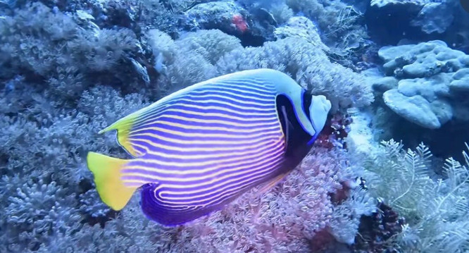 Papua Diving-Kri Island必去景点