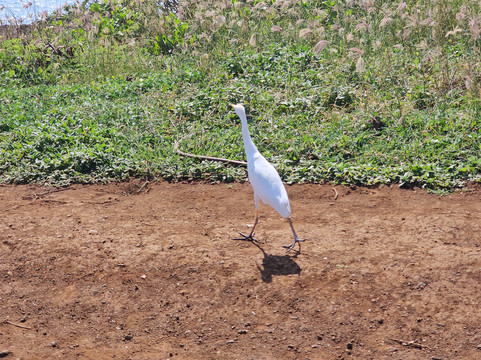 Lava Arch-Kohala Coast必去景点