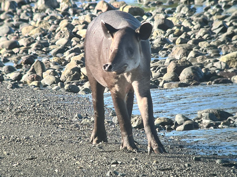 Ficus Tours-希门尼斯港必去景点