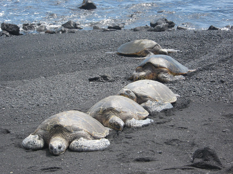 Big Hawaii Tours-希洛必去景点