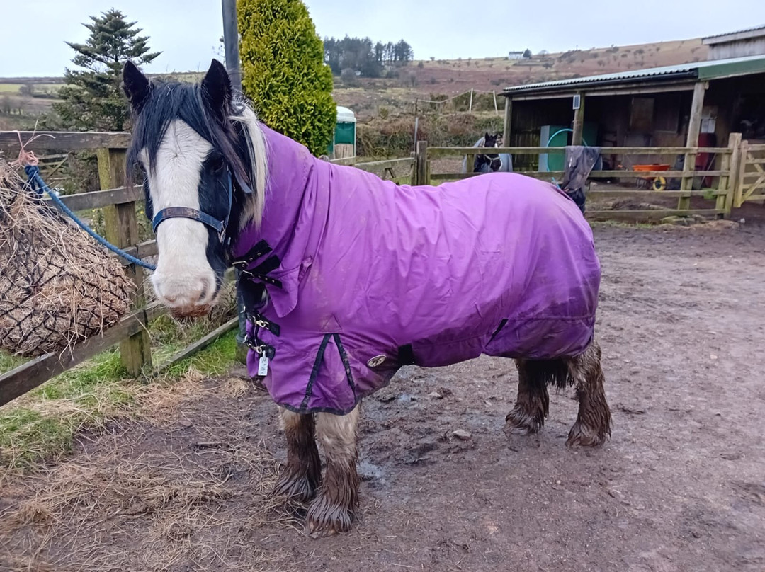 Caradon Hill Trekking and Equestrian Centre-Pensilva必去景点