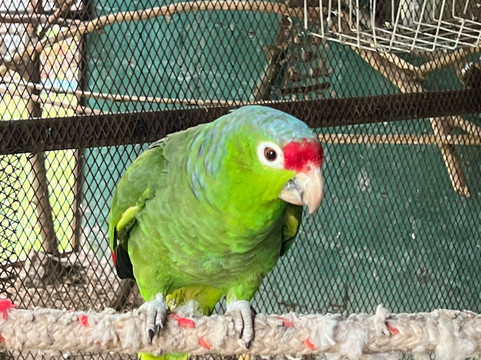 Jungla de Panama Wildlife Refuge-波魁特必去景点