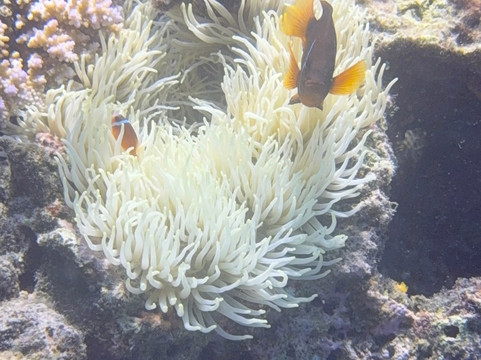 Deep Blue Diving-努库阿洛法必去景点