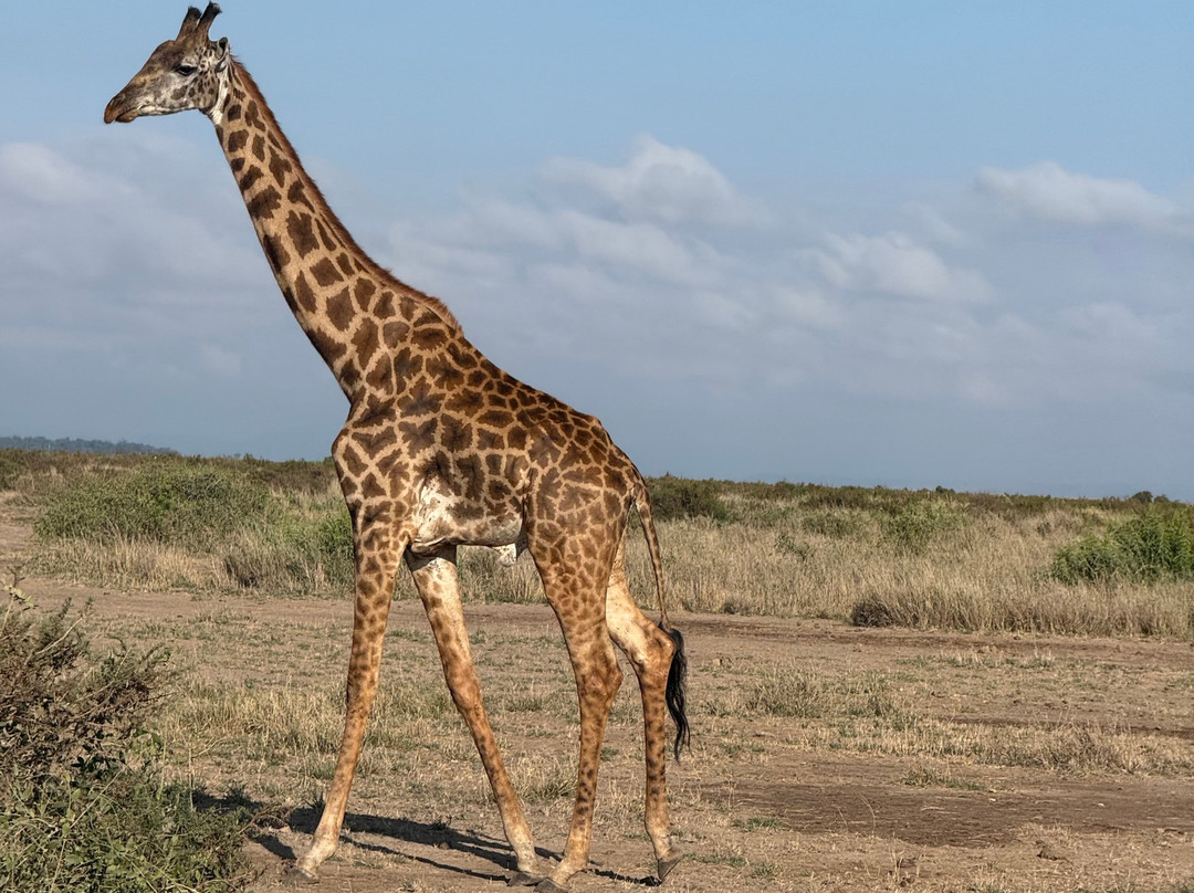 Tana Birding and Wildlife Safaris-蒙巴萨必去景点