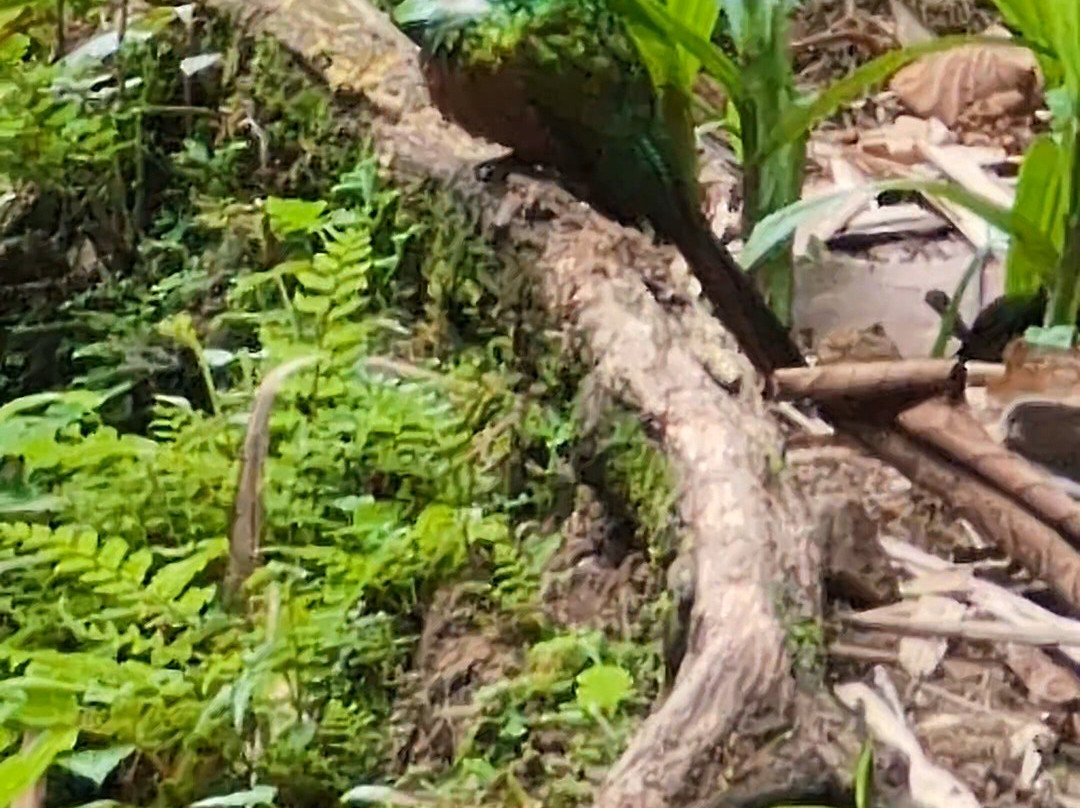 Unique Tours Tobago -Tours-斯卡伯勒必去景点