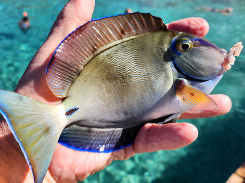 Playa Piskado/Playa Grandi-Sabana Westpunt必去景点