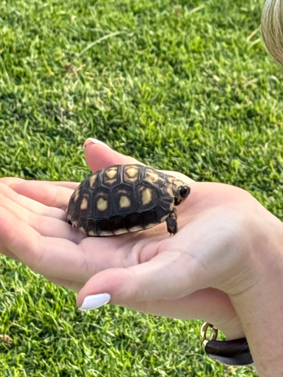 Rosewood le Guanahani St. Barth-官方