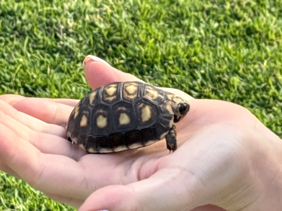 Rosewood le Guanahani St. Barth主图