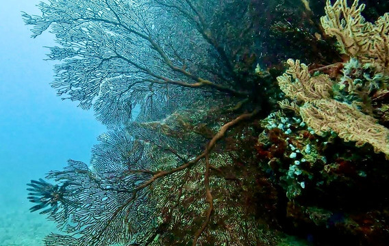 Aqua-Trek-太平洋港必去景点