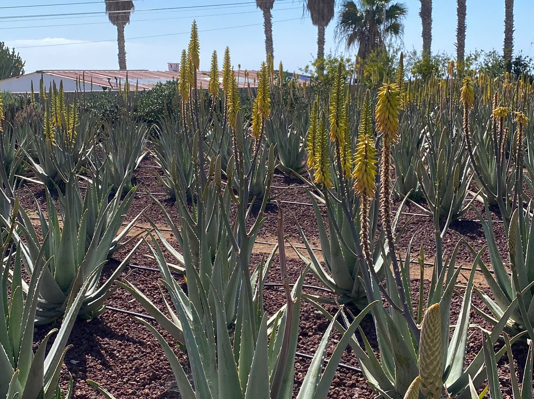 Finca Canarias Aloe Vera-Guimar必去景点