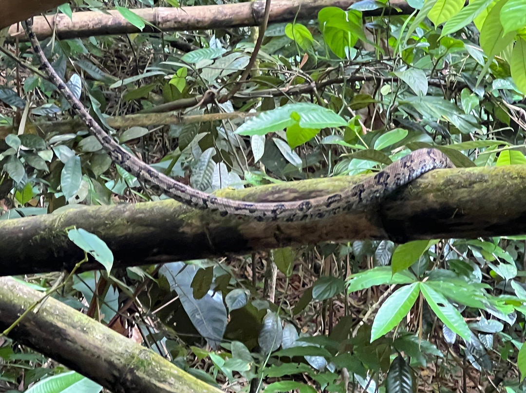 Seven Sisters Waterfalls Grenada-Grand Etang National Park必去景点