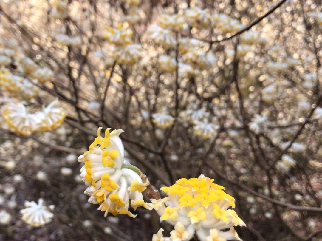 Mushiidani no Mitsumata Colony-安艺高田市必去景点
