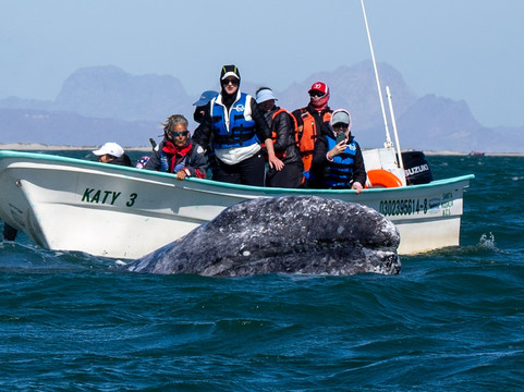 Baja Ecotours-San Ignacio必去景点