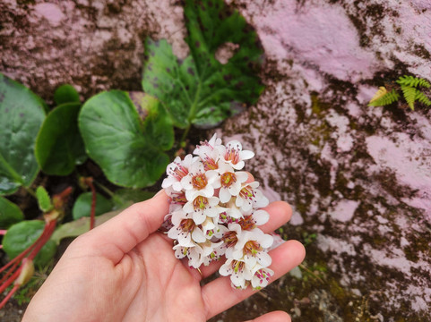 3 Sisters Adventure Trekking-博卡拉必去景点