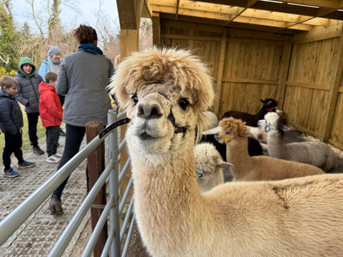 Loch Ness Alpacas-因弗内斯必去景点