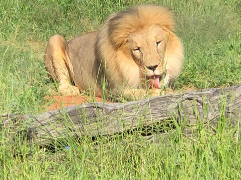 Africat-奥奇瓦龙戈必去景点