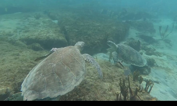 Fokito's Tours-Vieques必去景点