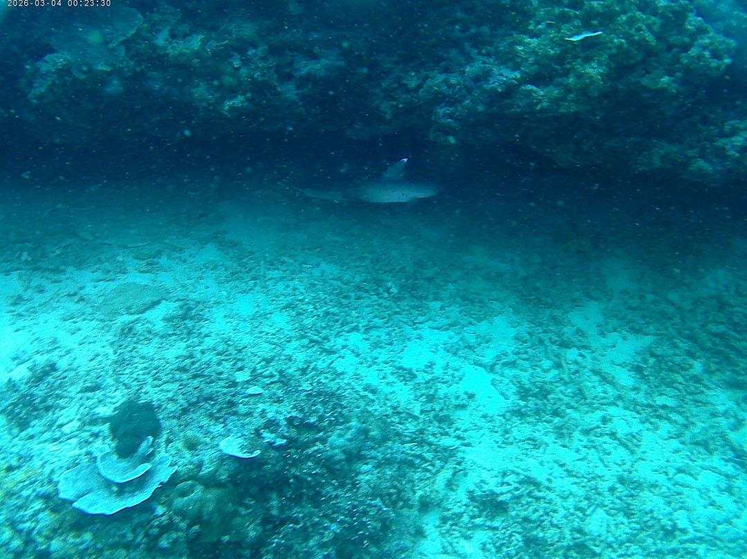 DSM Dive - Gili Trawangan-吉利特拉万安必去景点