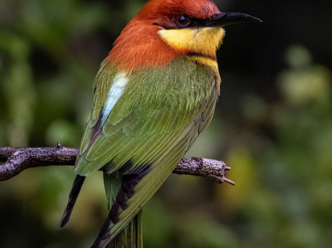 Ruwan Yala Jeep Safari-Debarawewa必去景点