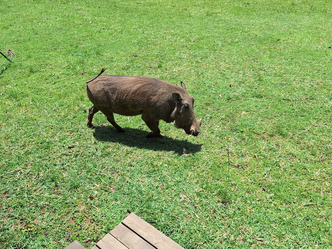 Face 2 Face Safaris-查佛必去景点