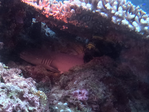 薄荷岛潜水俱乐部潜水中心-邦劳岛必去景点