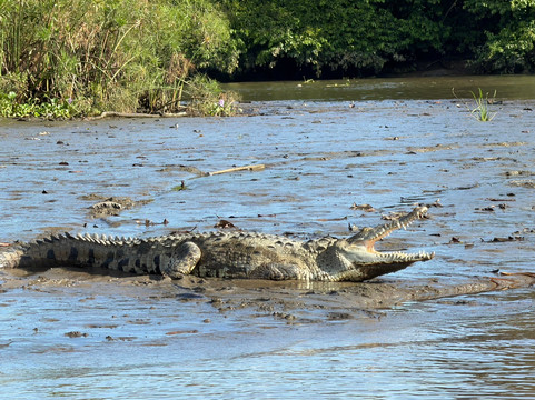 Sierpe Outfitters-Sierpe必去景点