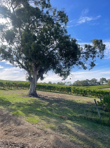 朗维尤葡萄园酒店-官方