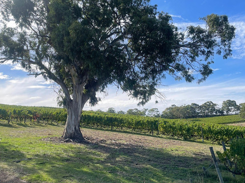 朗维尤葡萄园酒店主图