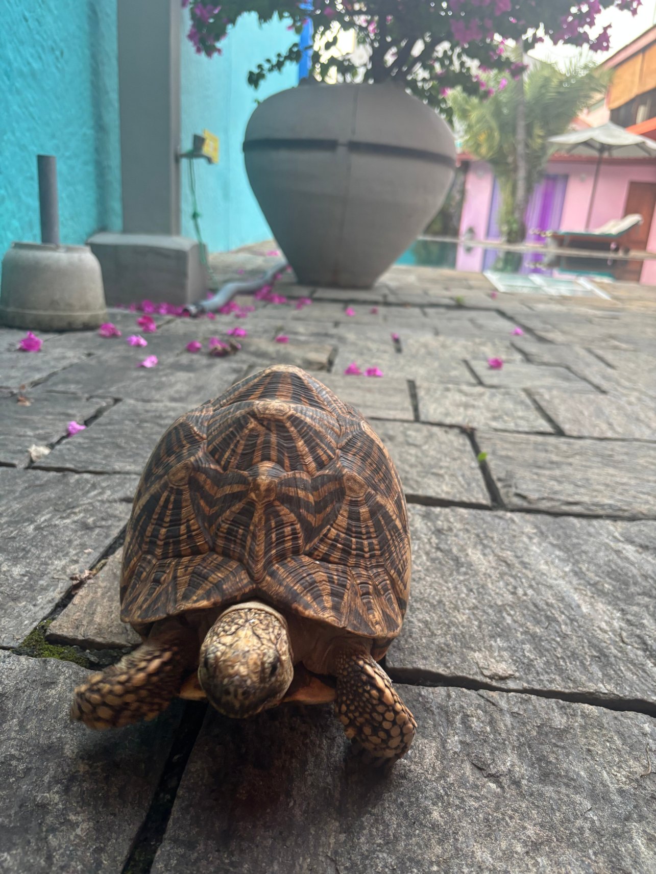 迪克曼度假村精品酒店-官方