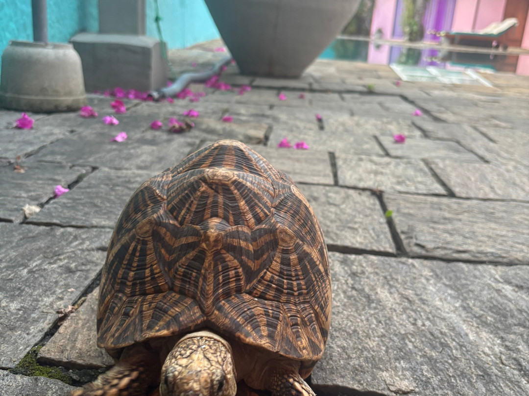 迪克曼度假村精品酒店主图