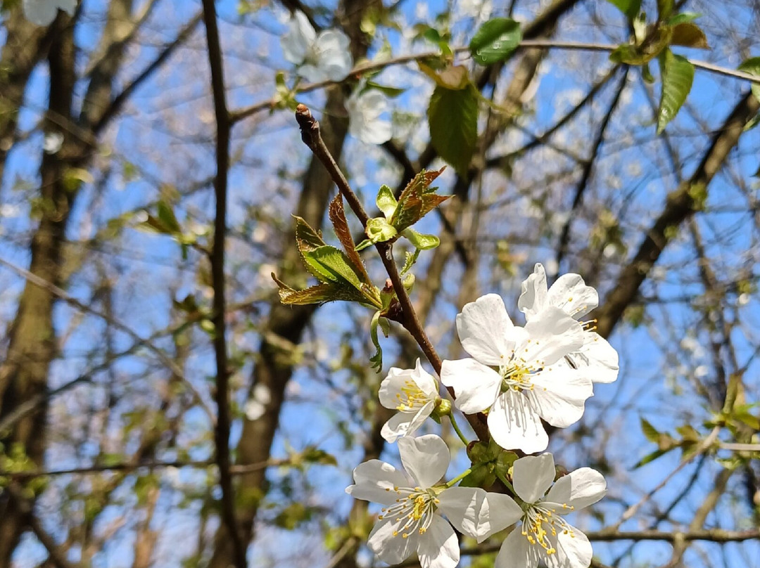 Bosco delle Querce-塞维索必去景点