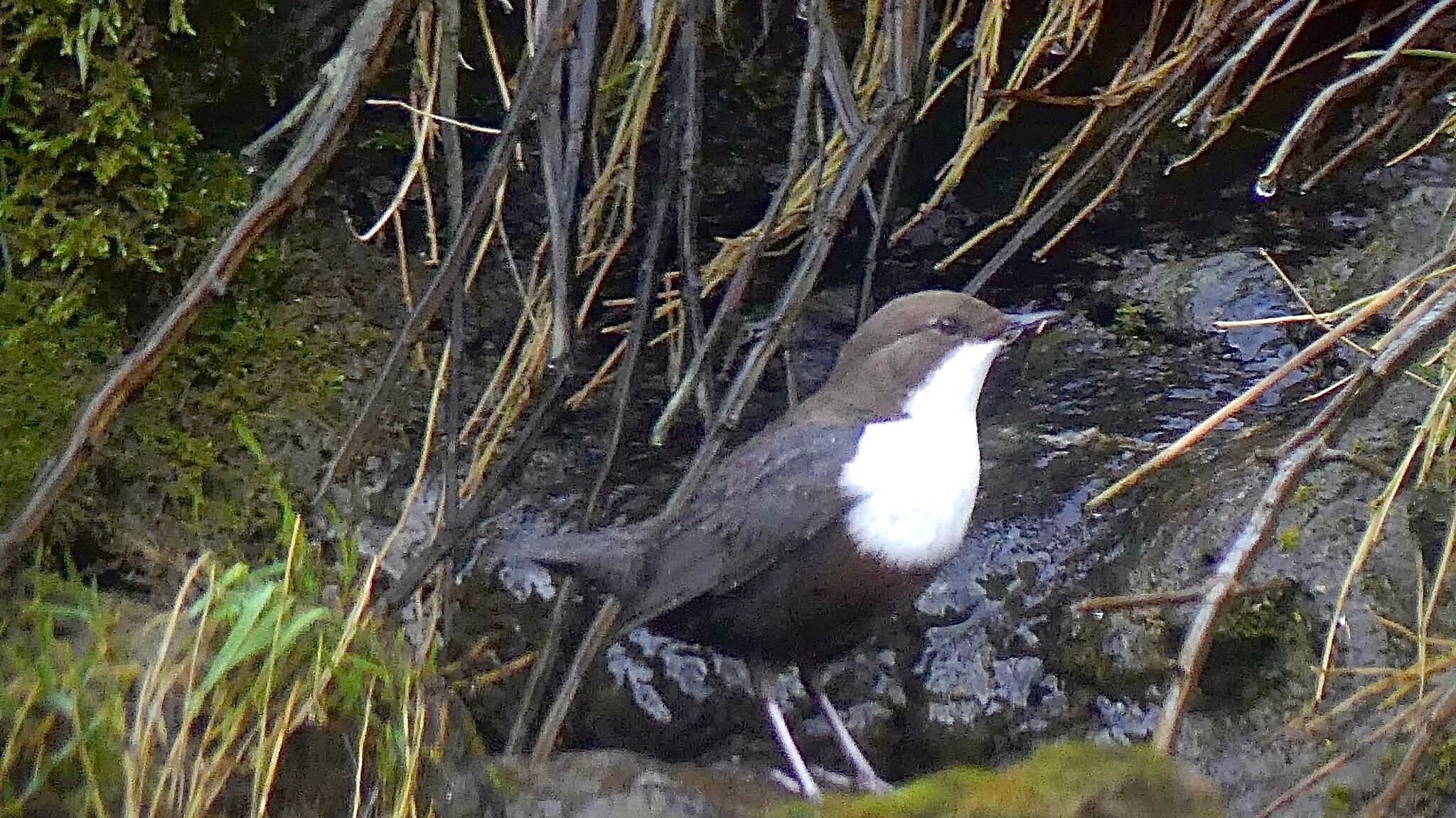 卡斯特德蒙德酒店-官方