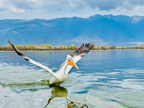 Kerkini Lake-Kerkini必去景点