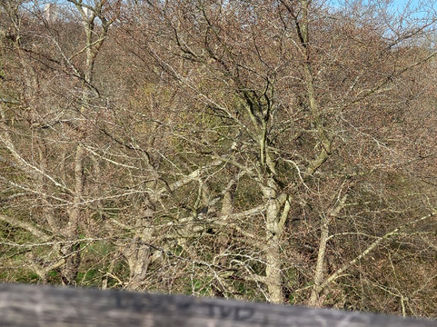 Treetop Walkway-Richmond必去景点
