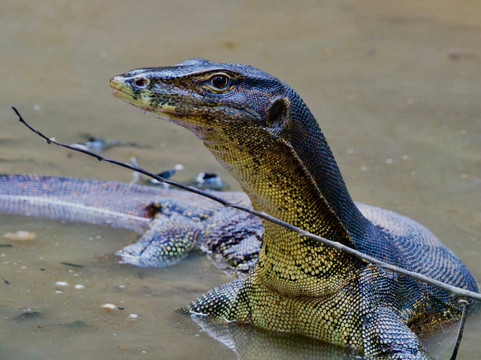 Bukit Lawang Travel-武吉拉旺必去景点