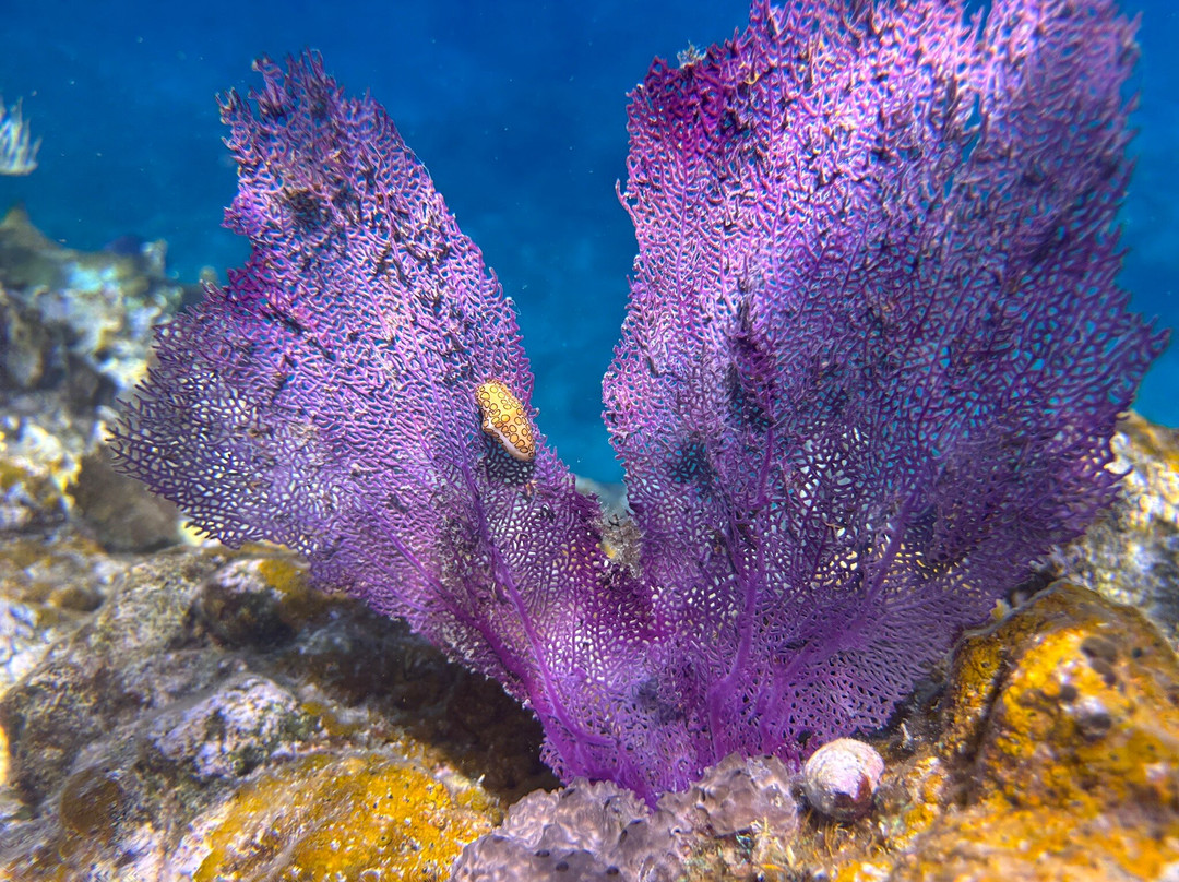 Sail A Day Excursions BVI-托土拉必去景点