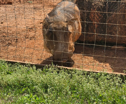 Georgia Untamed Zoo-Hogansville必去景点