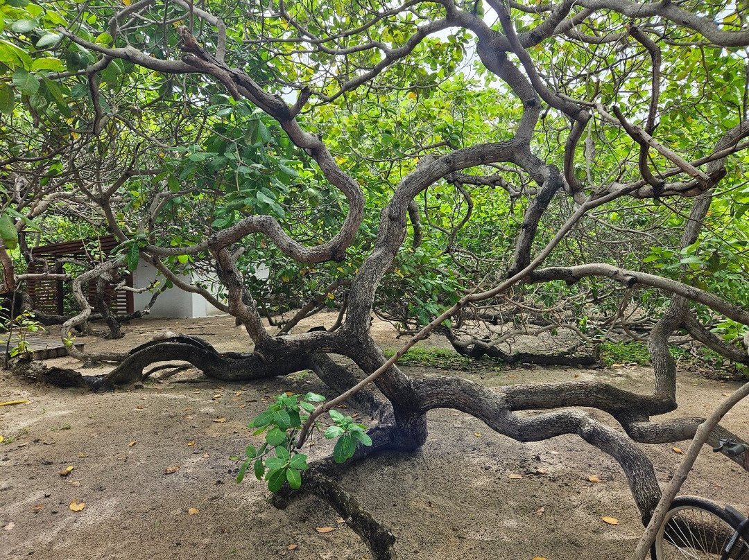 Cajueiro Rei-Cajueiro da Praia必去景点