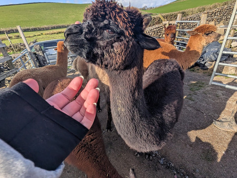 Wreay Syke Alpacas-肯德尔必去景点