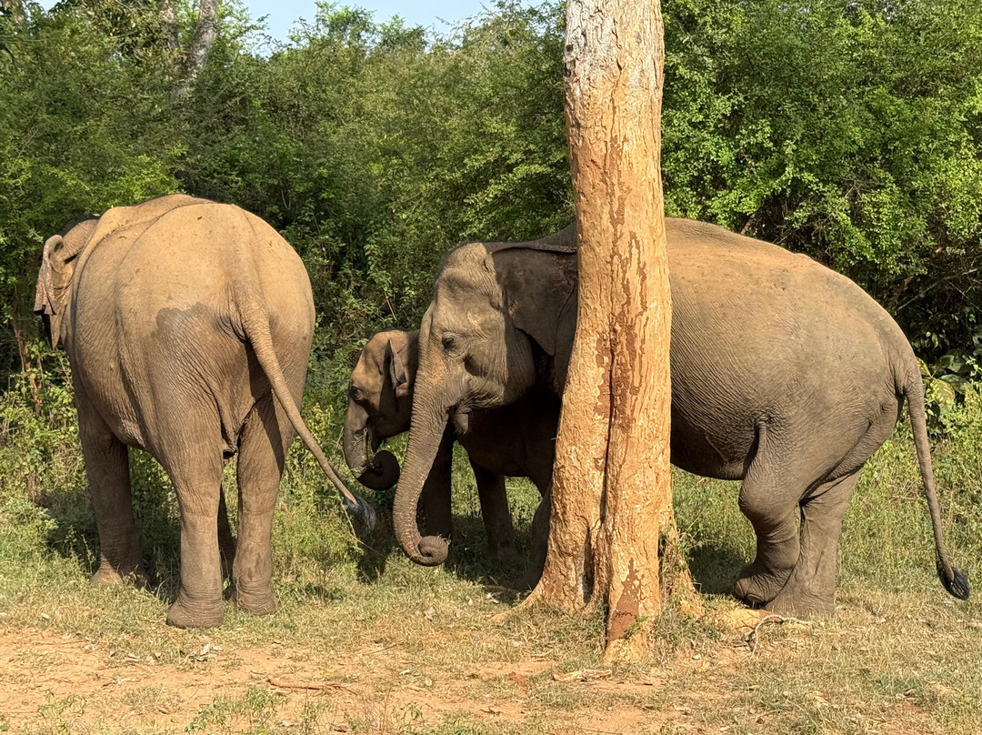 Udawalawe Wild Safari With Dileepa-乌达瓦拉瓦必去景点