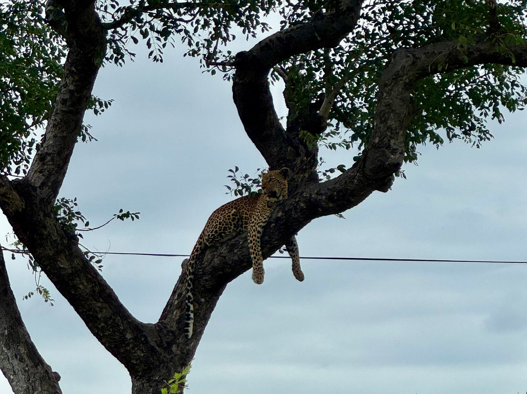 Kurt Safari-克鲁格国家公园必去景点
