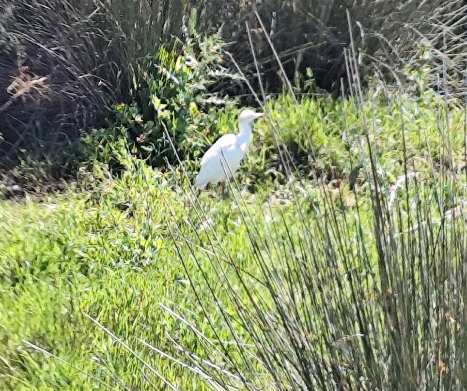 Donana Visitas-El Rocio必去景点