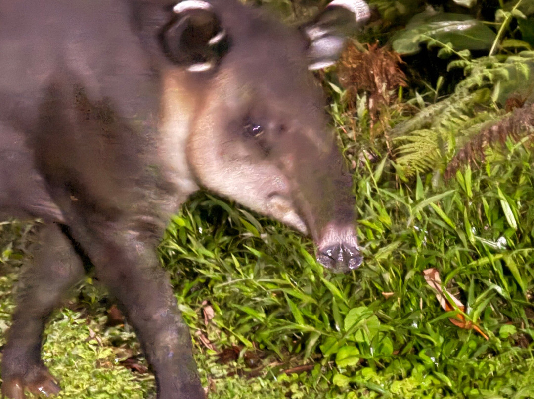 Tapir Valley Nature Reserve-Bijagua de Upala必去景点