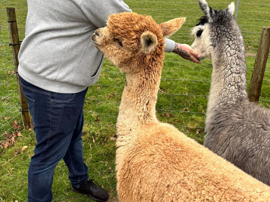 Reservoir Alpacas-Chard必去景点