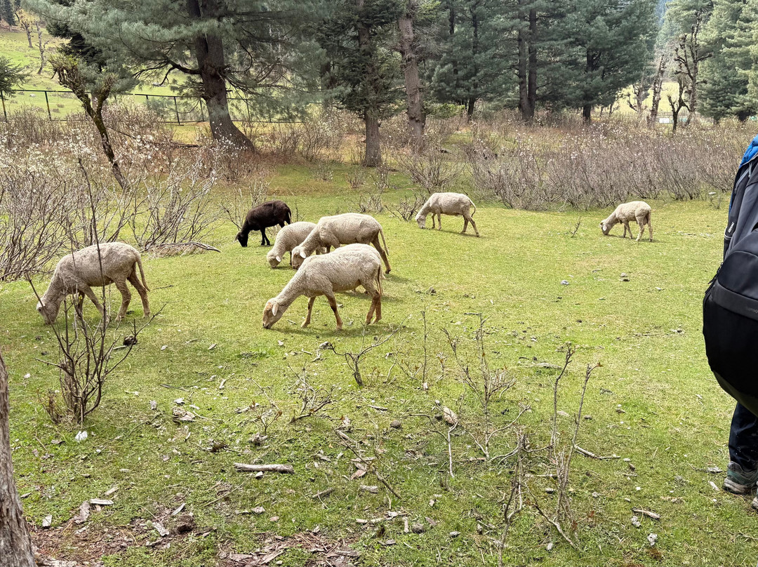 The Woodswalk Treks And Tours-帕哈甘必去景点