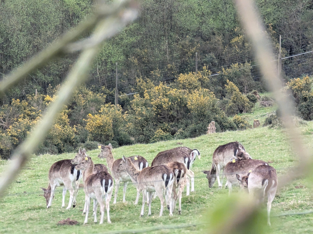 Lupi-Les Loups de Coat Fur-Lescouet-Gouarec必去景点